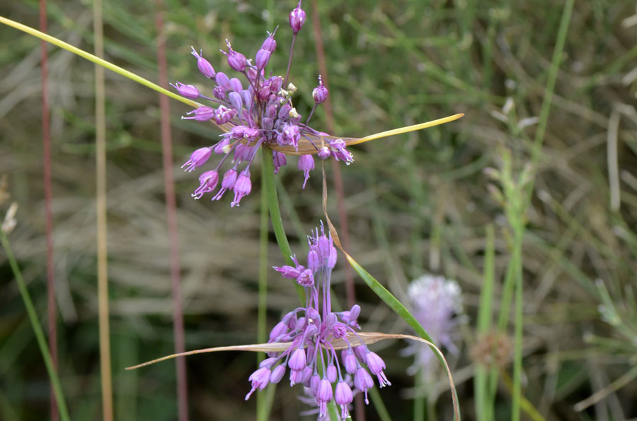 Allium carinatum subsp. pulchellum (=Allium coloratum) / Aglio delle streghe